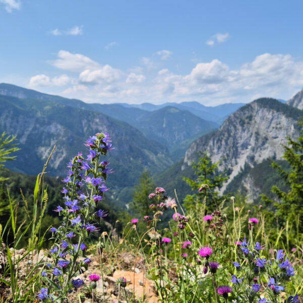 Ausblick über Berge und Blumen beim Abstieg. Foto: Linda Prähauser