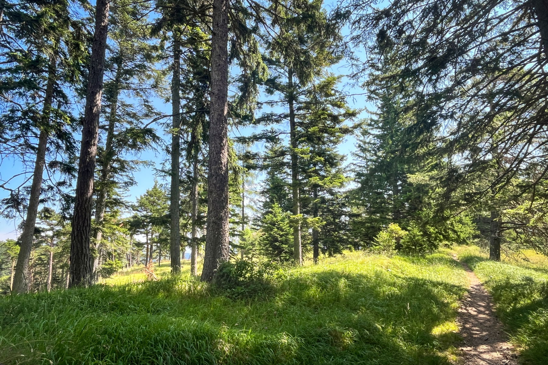 Am Weg zur Pottschacherhütte. Foto: Birgit Matzinger