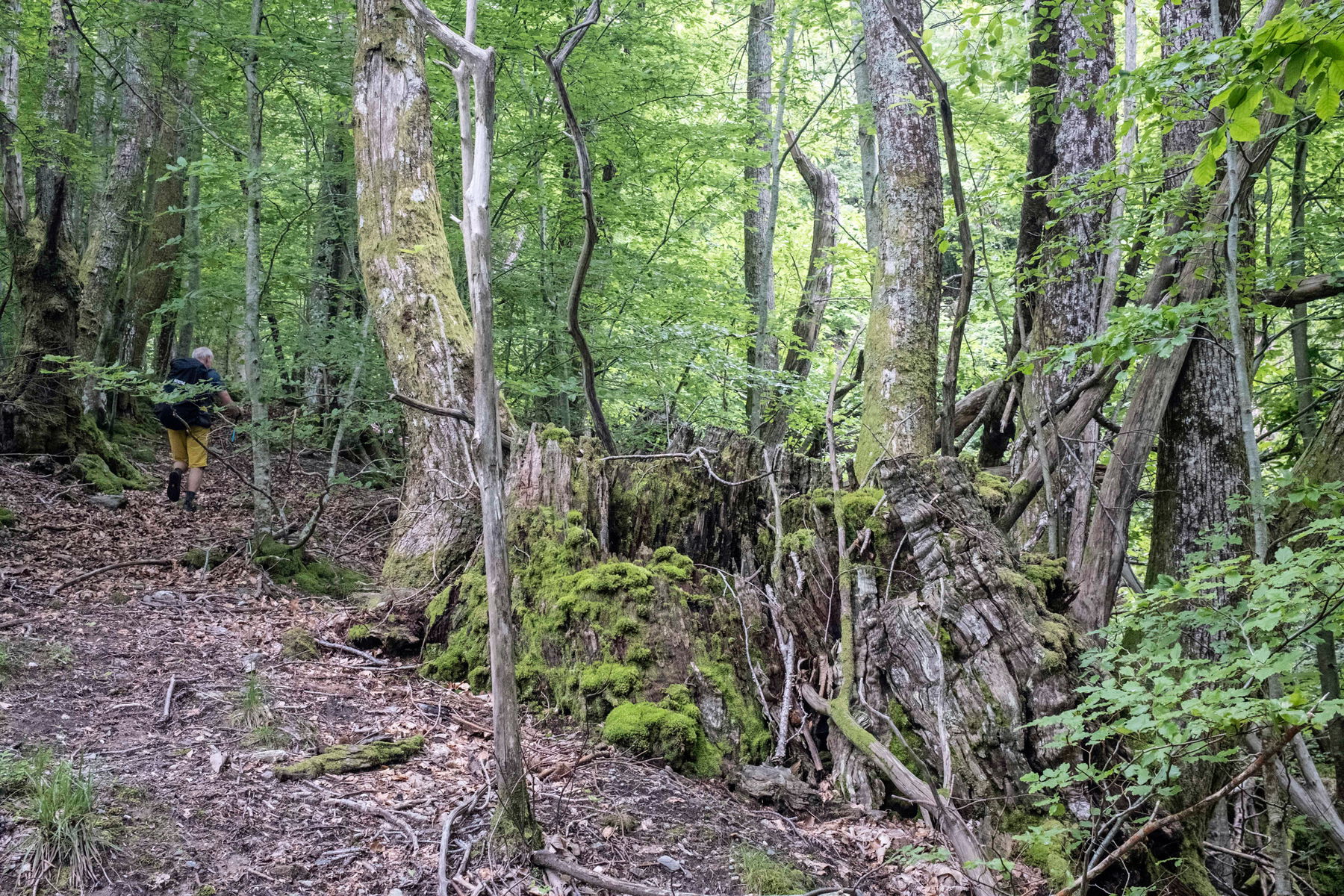 Umleitung auf der Garfagnana Trekking Route; Eindrucksvolle Baumstümpfe. Fotos: Birgit Reiter