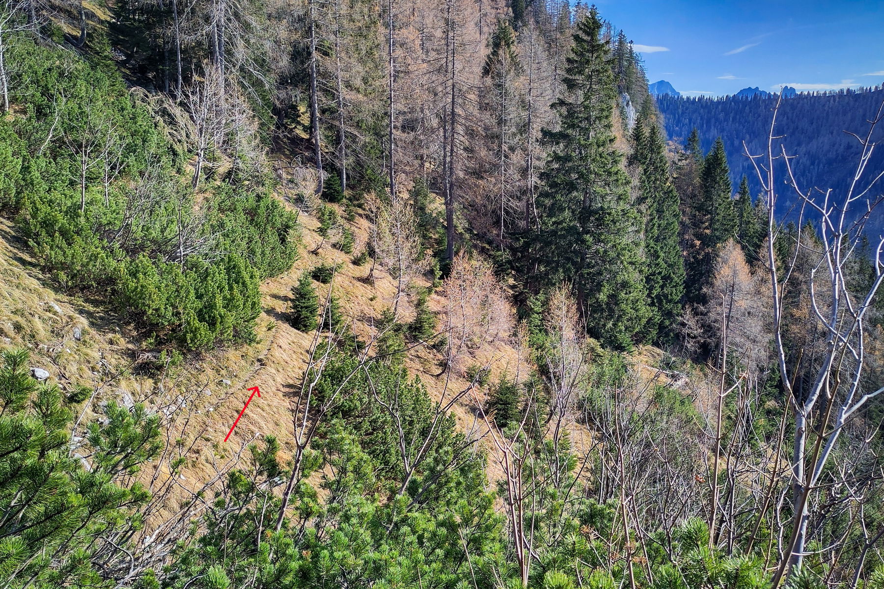 Der Steig nach Querung der steinernen Rinne (ca. 1.460 Meter) – ein richtig guter Weg! Foto: Karl Plohovich