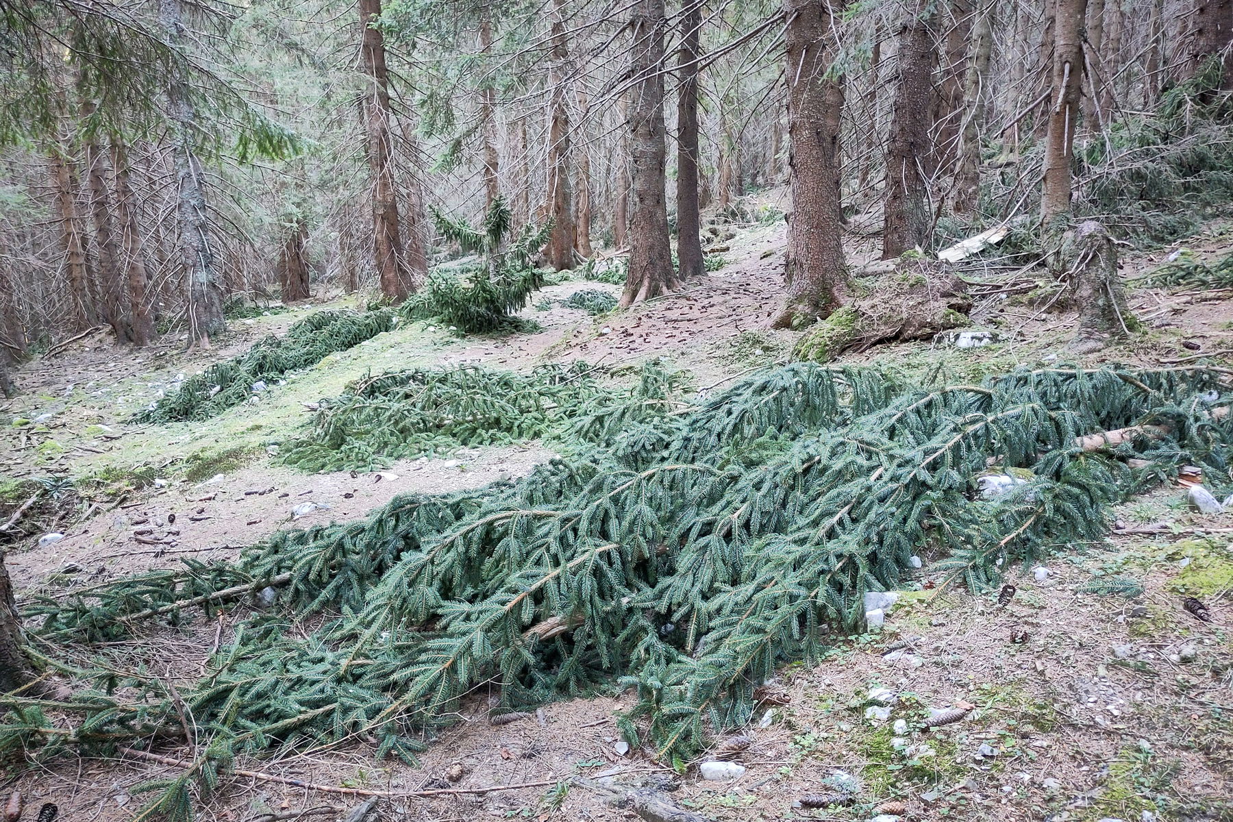 Traurig – für die Fichten und den Weg. Foto: Karl Plohovich