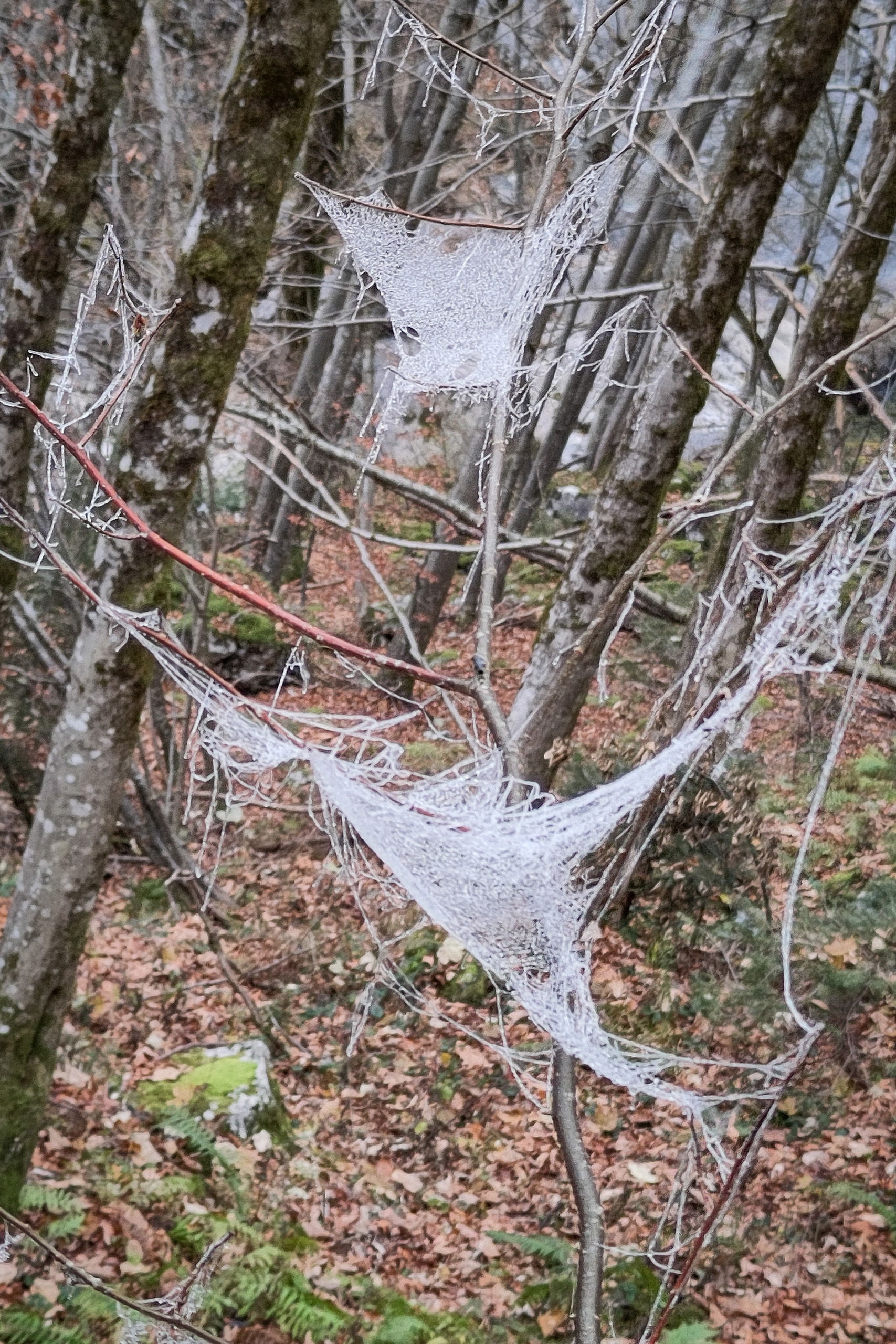 Feenhaft; Rainhard Mey ist auch ohne Flugzeug möglich! Fotos: Karl Plohovich