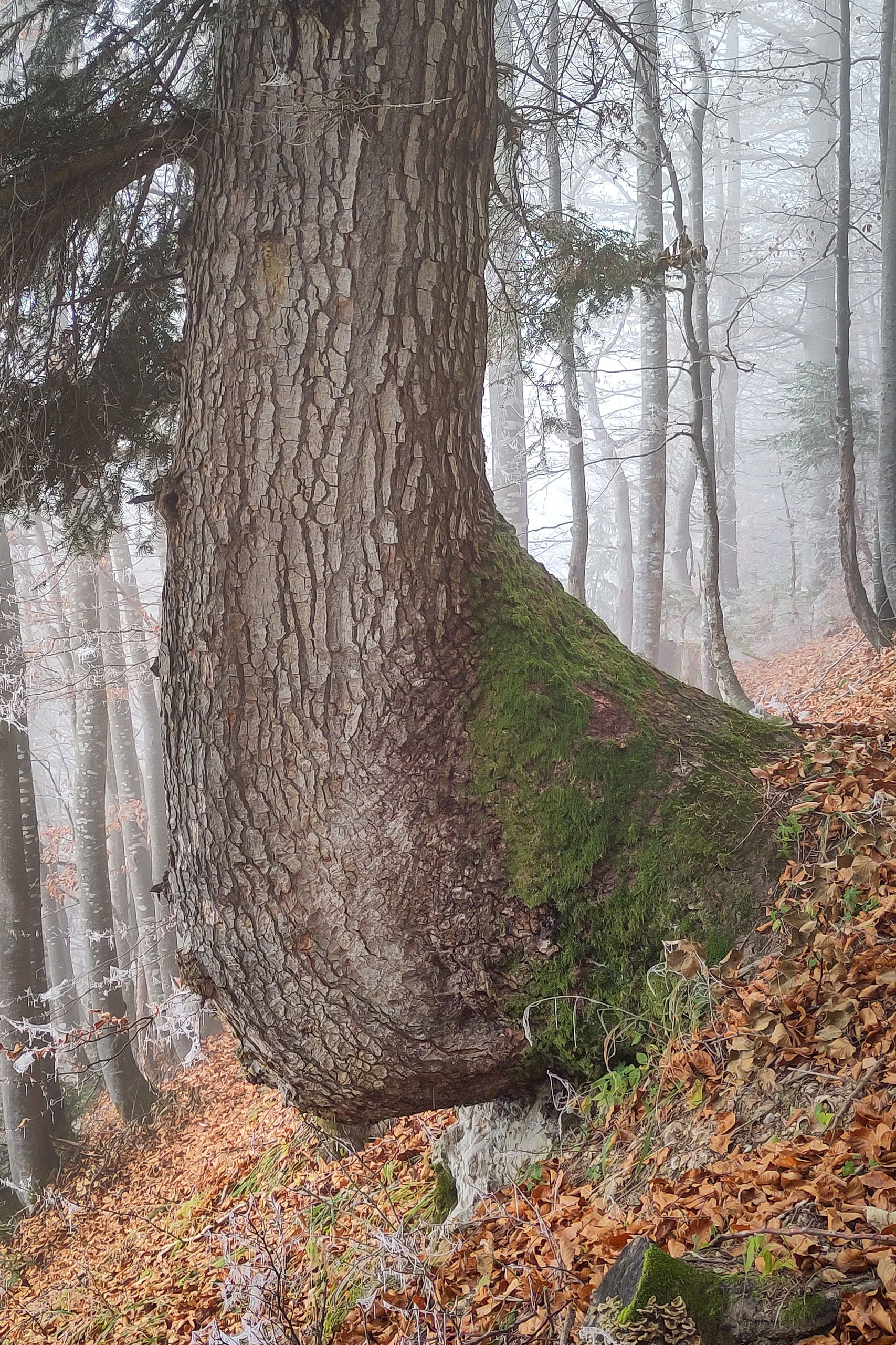Sie gestalten seit Jahrhunderten die Landschaft mit. Ich taufe sie „Mutter der Tannen“. Foto: Karl Plohovich