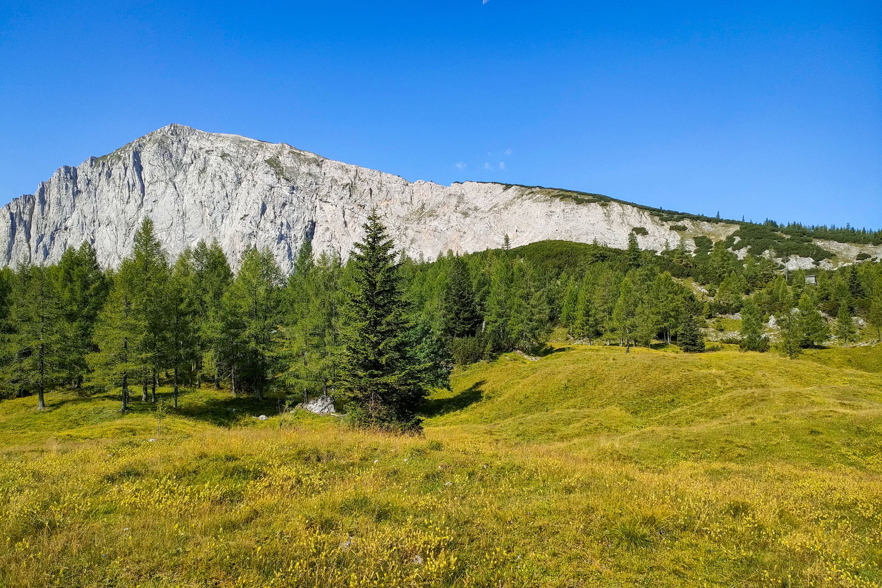 Weichselvariation mit Bschlag