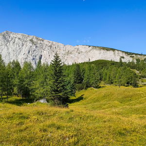 Weichselvariation mit Bschlag