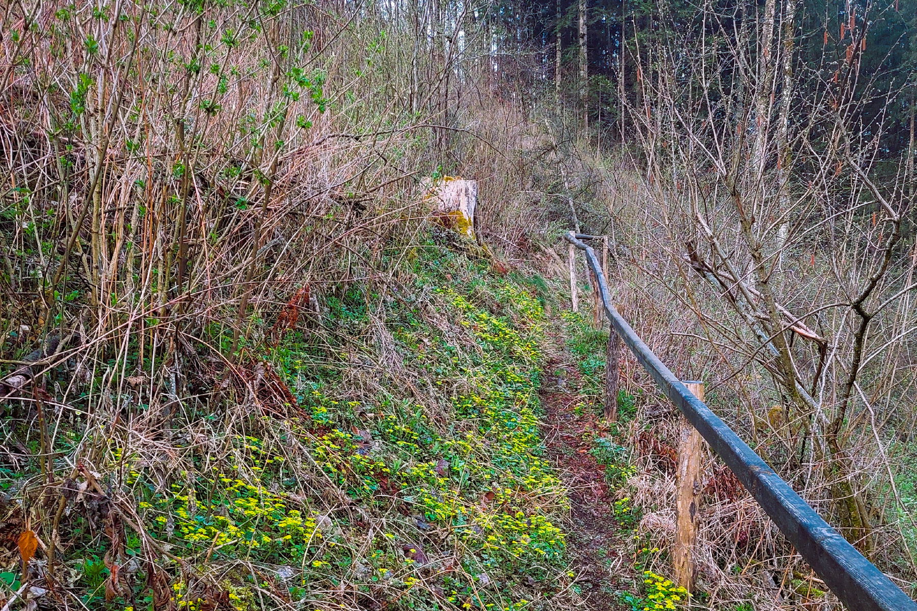Wanderweg neben der Weizklamm. Foto: Alice Frischherz