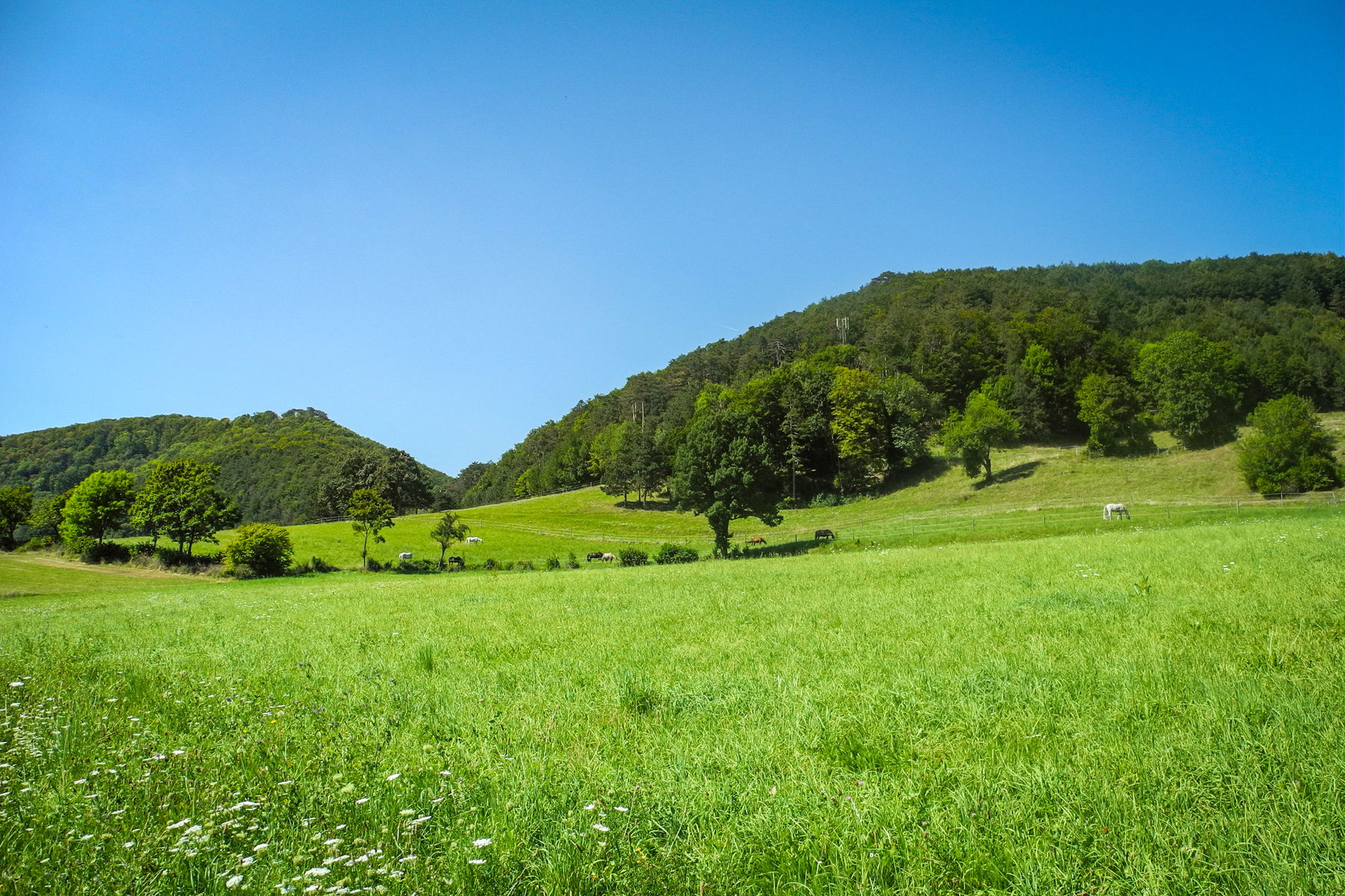Pferdeweiden bei Maria Raisenmarkt. Foto: Barbara Wanzenböck