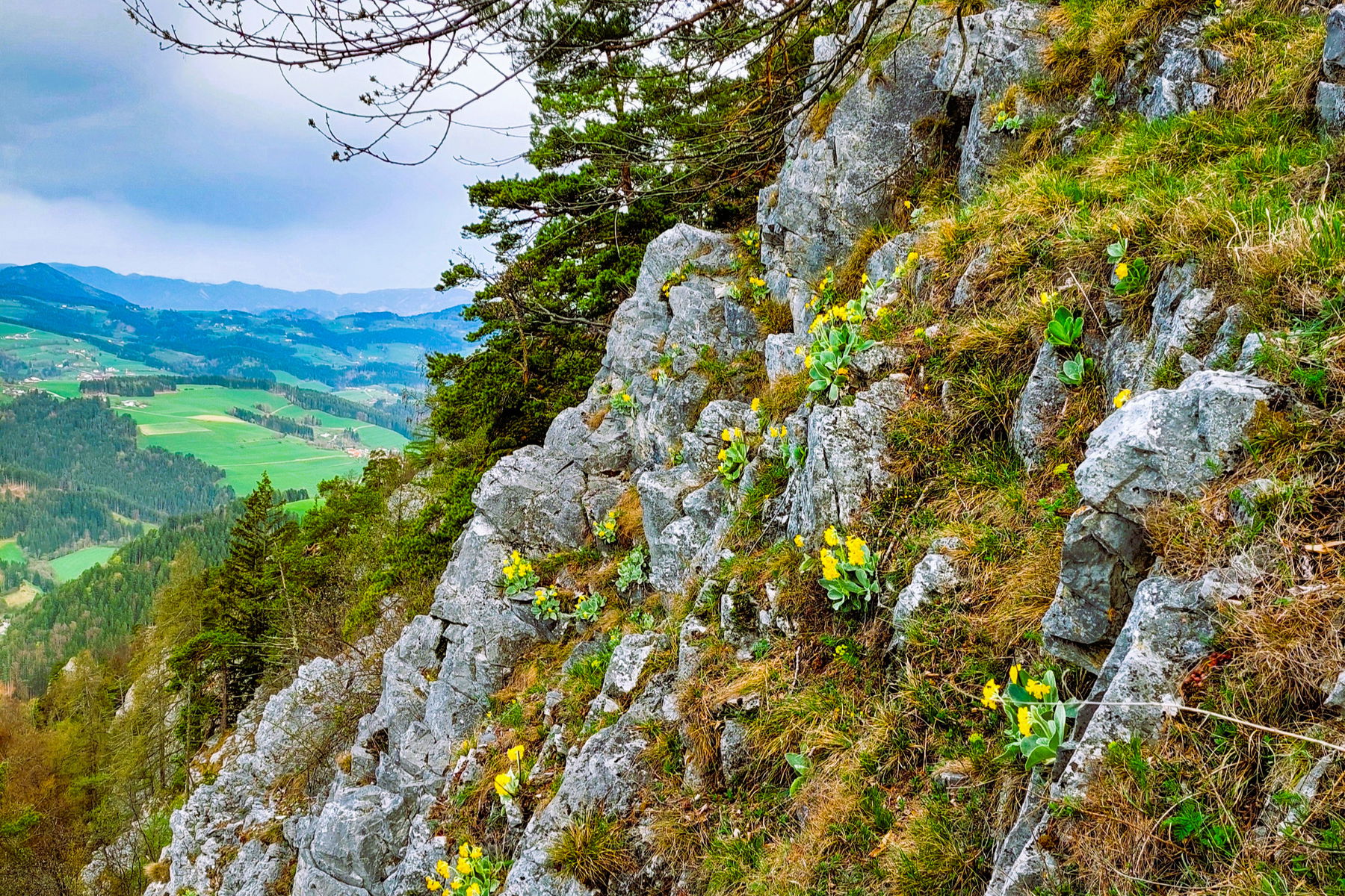 Frühlingsblumen auf der Gösserwand. Foto: Alice Frischherz