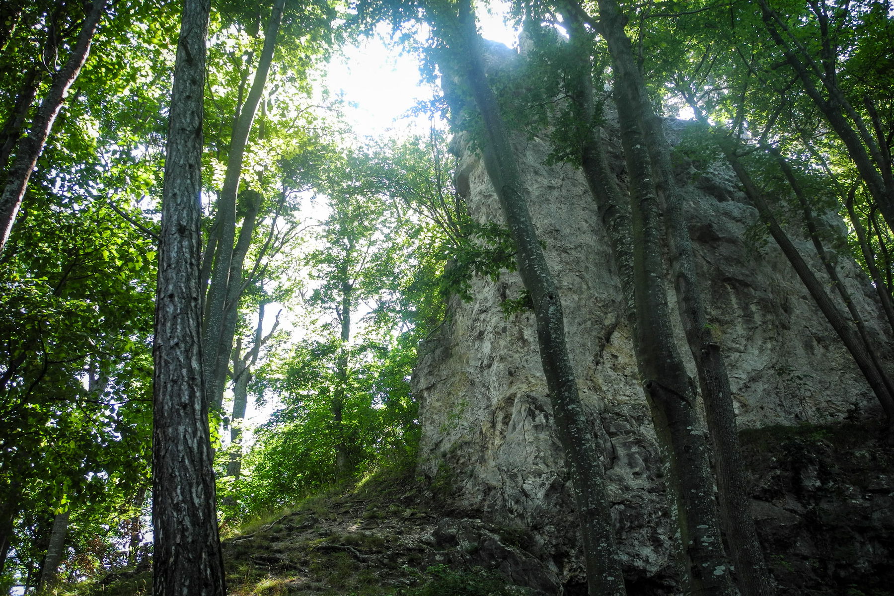 Allerletzte Mauerreste der Ruine Arnstein. Foto: Barbara Wanzenböck