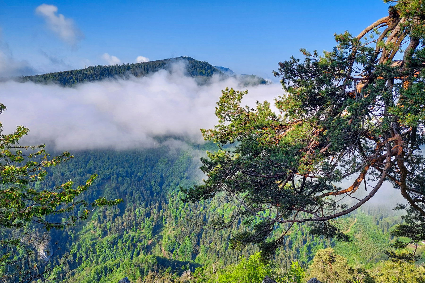 Ausblick von der Gösserwand zur Burgstaller Höhe und etwas verdeckt zum Schöckl. Foto: Alice Frischherz