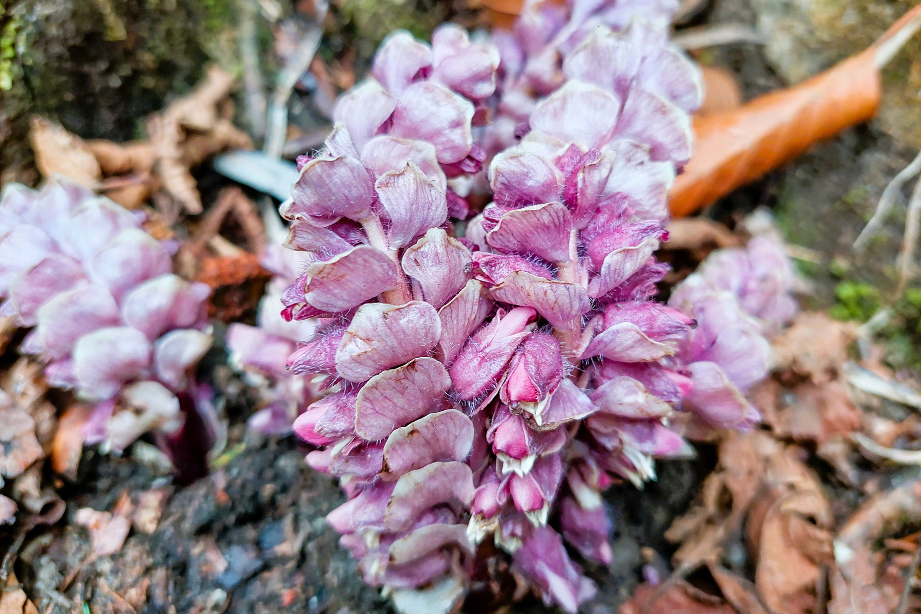Was so am Weg wächst.. Foto: Alice Frischherz
