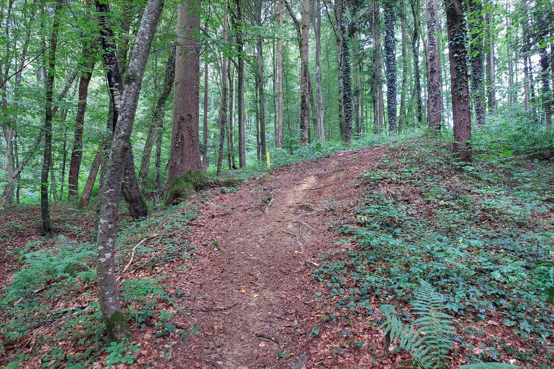 Die bisher steilste Stelle im Wald. Foto: Alice Frischherz