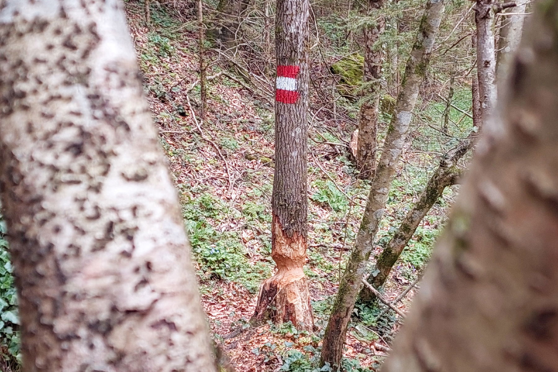 Hallo Biberspuren! Ob der Baum bei meinem nächsten Besuch noch steht? Foto: Alice Frischherz