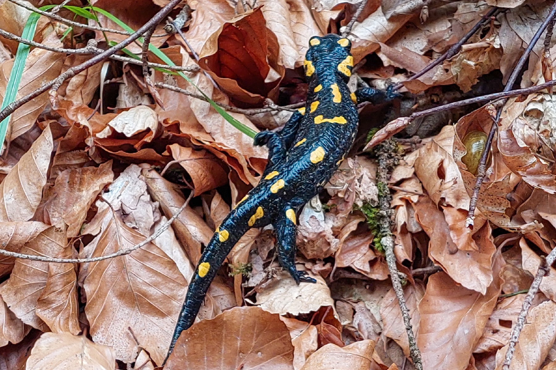 Wen man am Weg so trifft - Hallo kleines Freundchen! Foto: Alice Frischherz