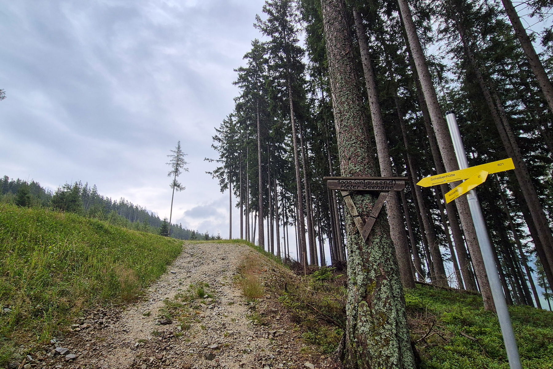 Entlang der Forststraße geht es zuerst immer entlang der Markierung Richtung „Scheibenhütte“. Foto: Linda Prähauser