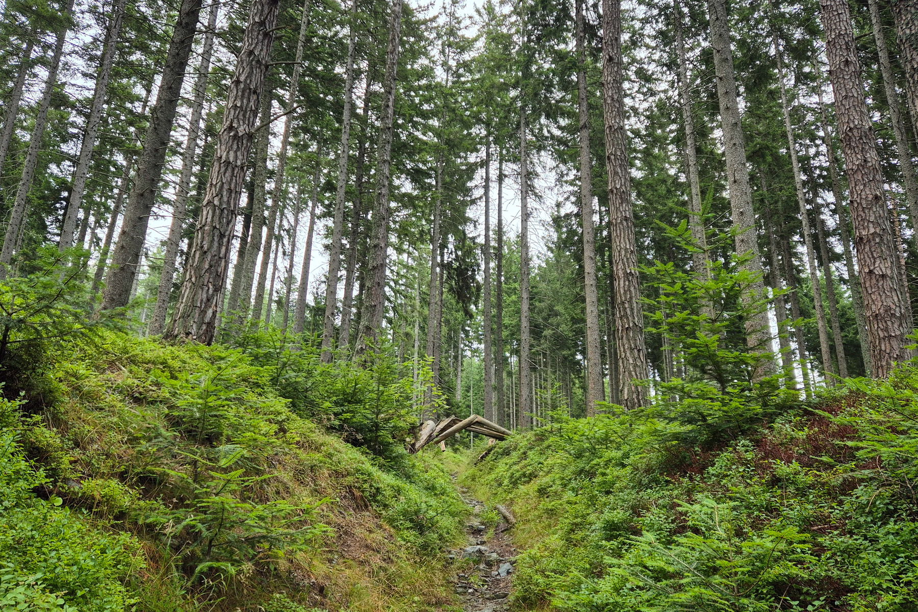 Bergauf durch den wunderschönen (und verregneten) Waldweg umgeben und Grün und Schwammerln. Foto: Linda Prähauser
