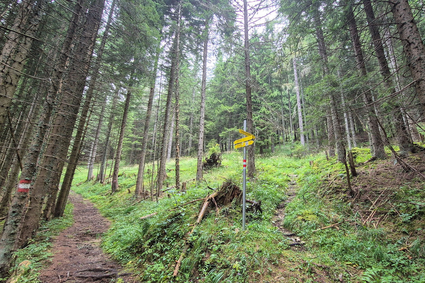Die Wegzweigung, wo man die Markierung zur „Scheibenhütte“ verlässt und dem Weg zur Kampalpe folgt. Foto: Linda Prähauser