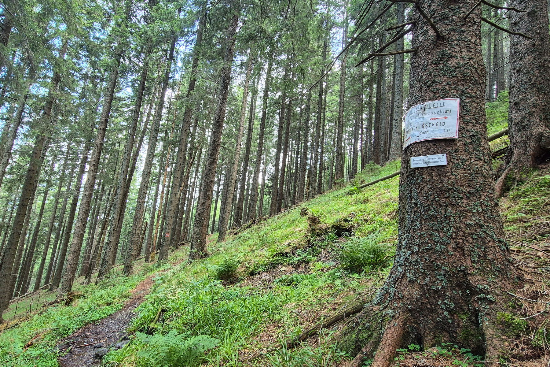 Durch den Wald geht es bergab Richtung „Edelweisshütte“ vorbei an der Paulinenquelle. Foto: Linda Prähauser