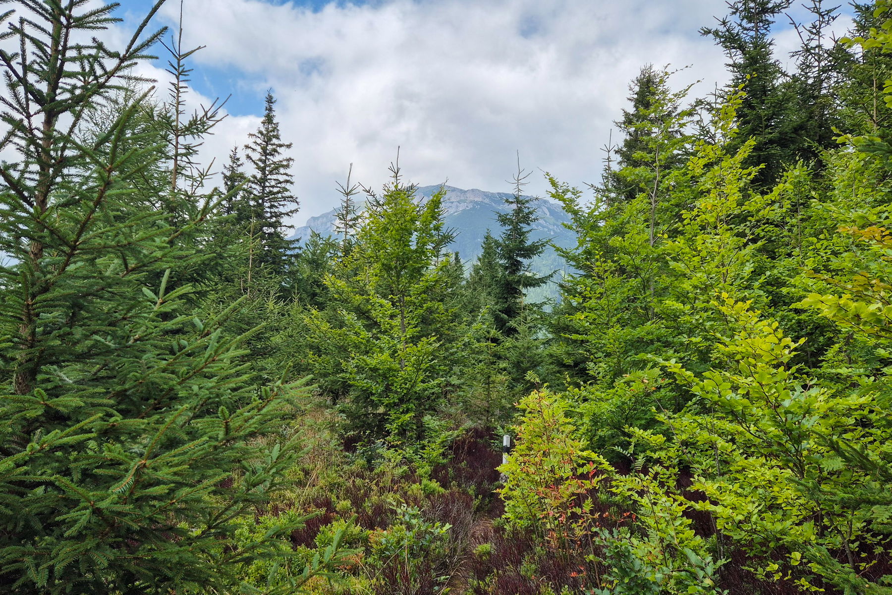 Durch den dicht bewachsenen Weg, sehe ich immer wieder die Rax durchblicken. Foto: Linda Prähauser