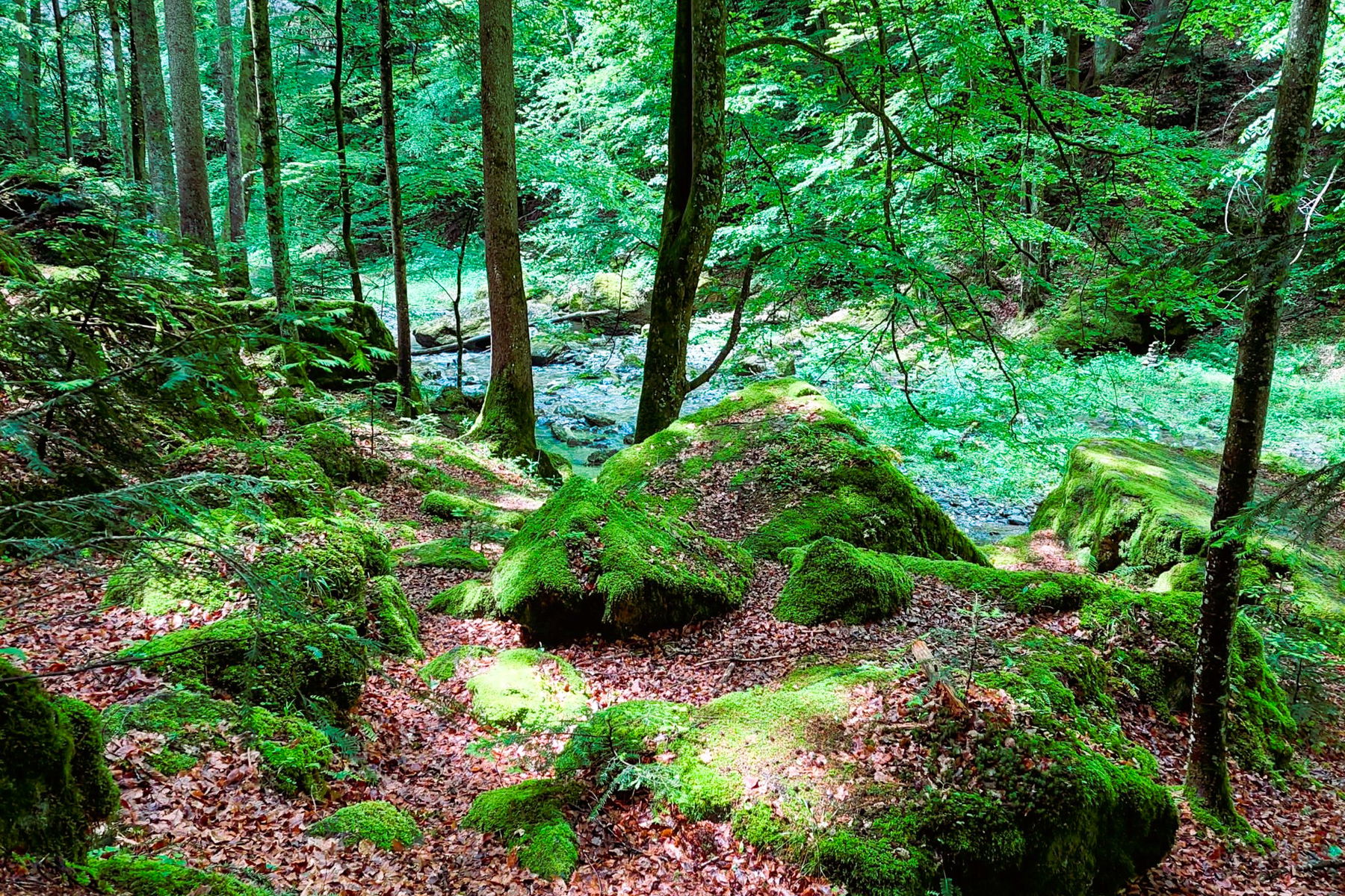 Märchenhafter Wald mit bemoosten Steinen entlang des Raabklammwegs. Foto: Alice Frischherz