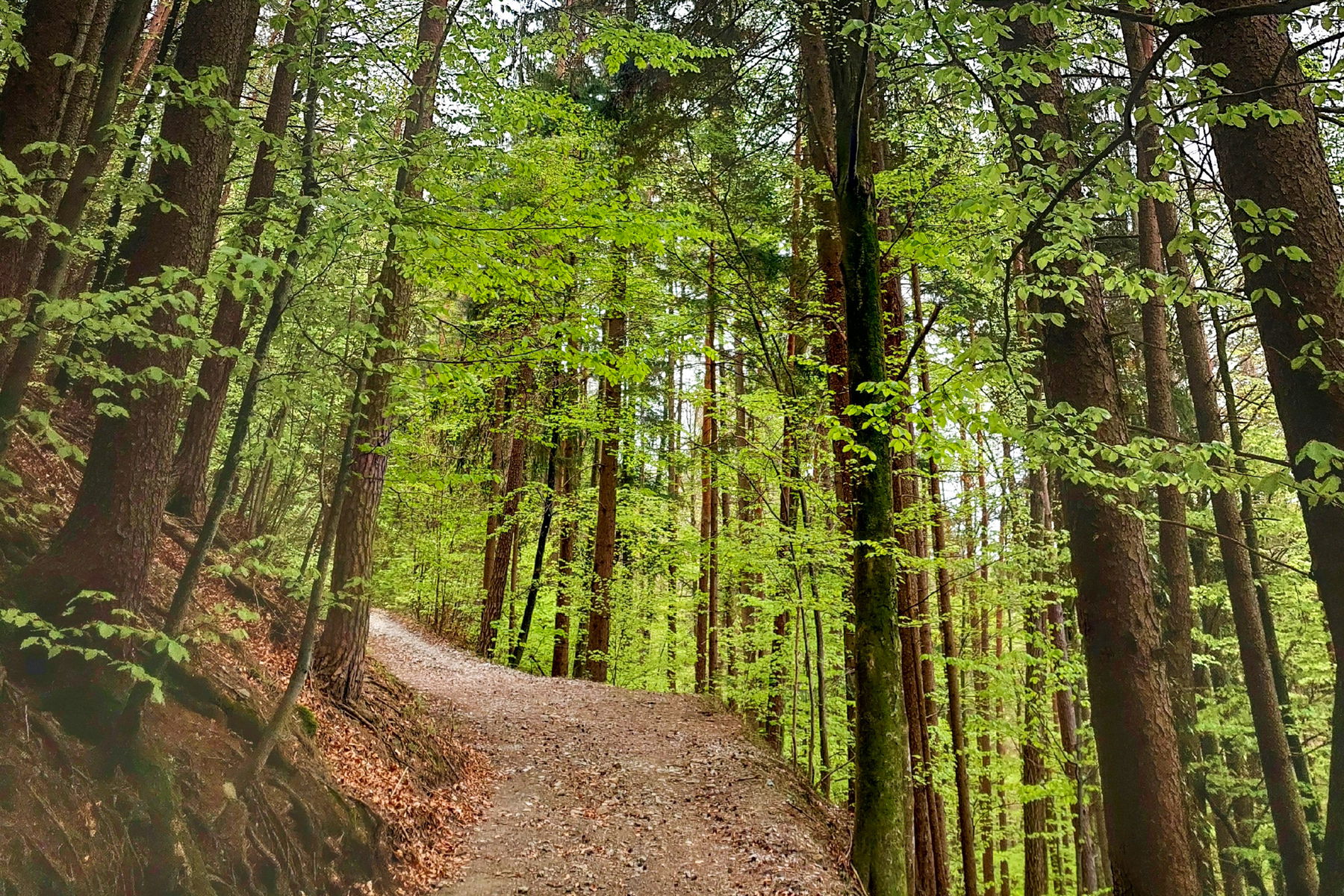Wieder ein anderer Wegtyp entlang der Raabklamm. Foto: Alice Frischherz
