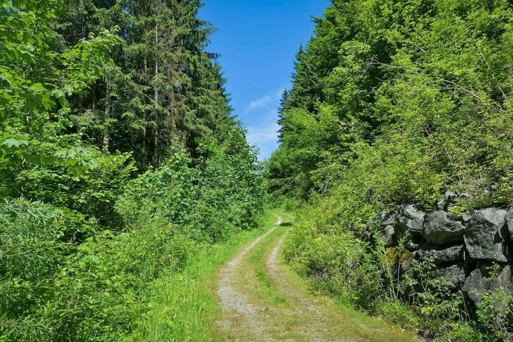 Bisschen Forststraße ist eh auch voll okay. Foto: Sarah Pallauf