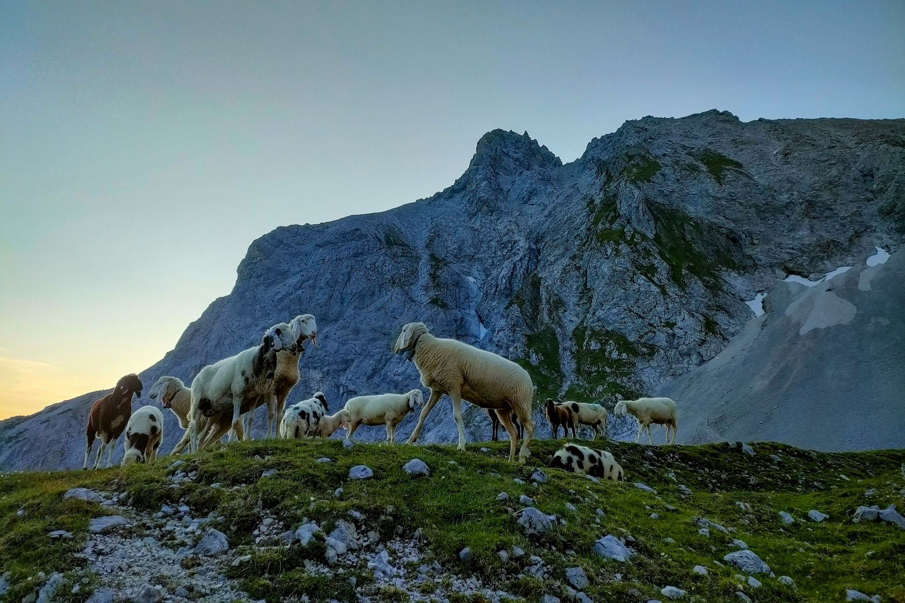 Nur die Schafe sind schon wach… Foto: Manfred Hinteregger