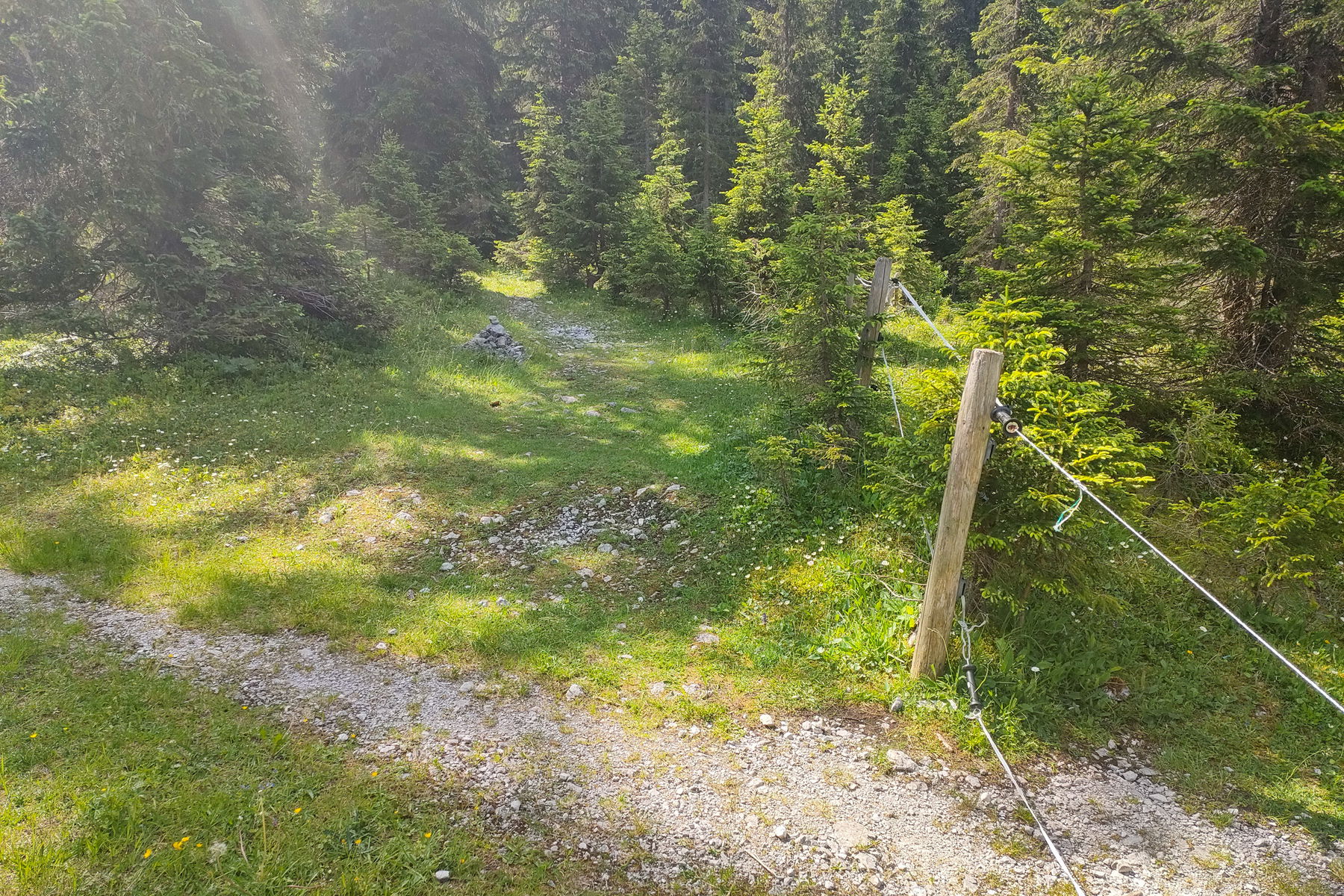 Hier beginnt der Weg in das Igelskar – welches eine reichhaltige Flora aufweist, u.a. Kugelblumen. Fotos: Manfred Hinteregger
