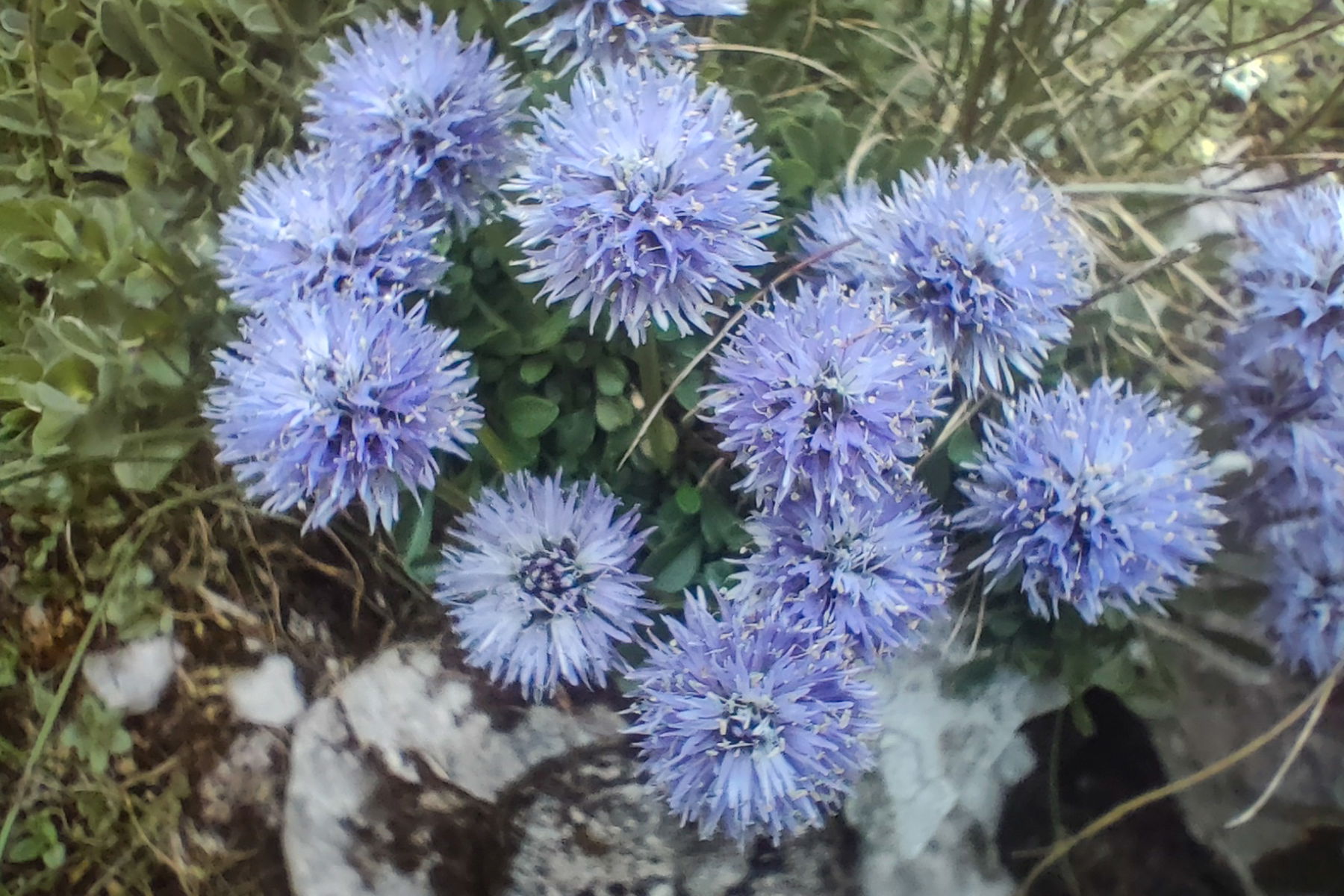 Hier beginnt der Weg in das Igelskar – welches eine reichhaltige Flora aufweist, u.a. Kugelblumen. Fotos: Manfred Hinteregger