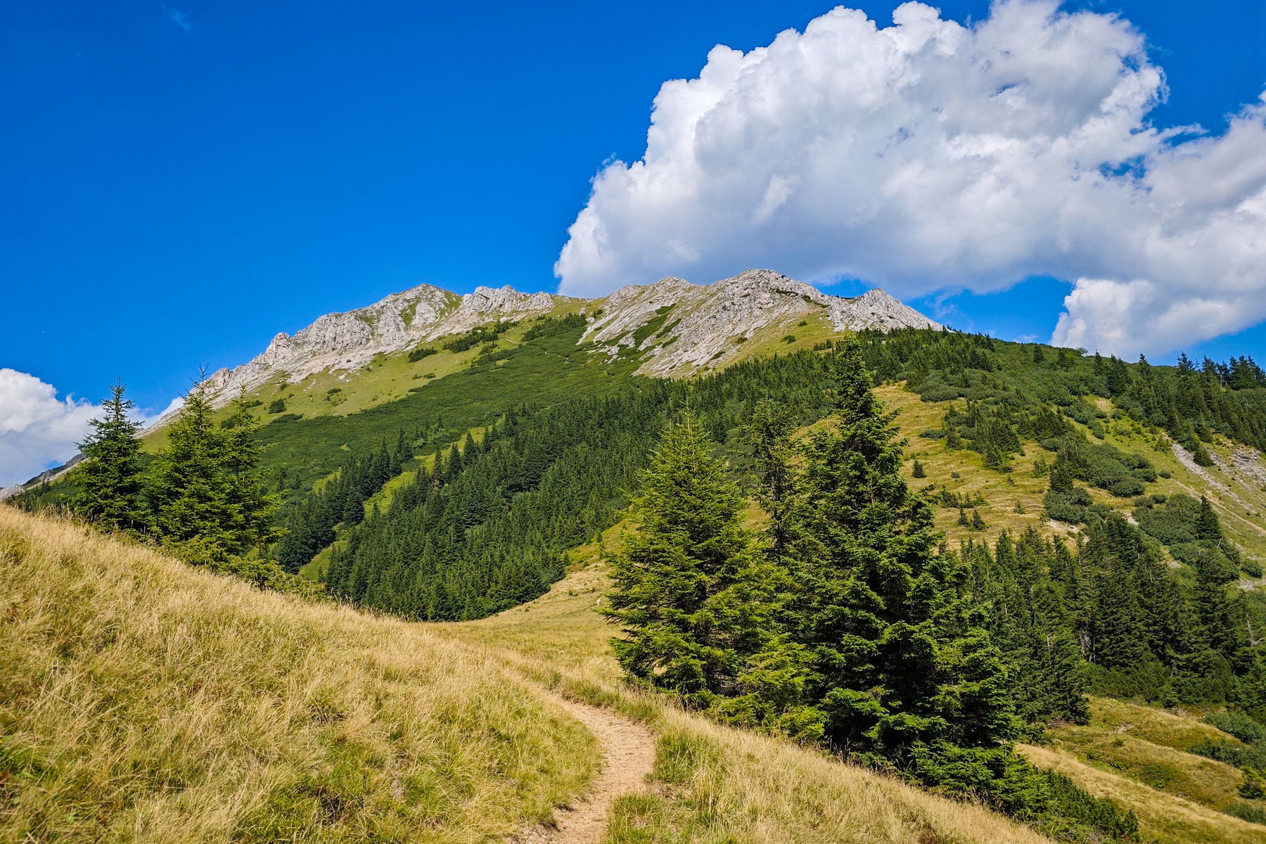 Hohe Veitsch – wenn man genau schaut, erkennt man den Teufelssteig zwischen den Latschen. Foto: Lisa Nussdorfer