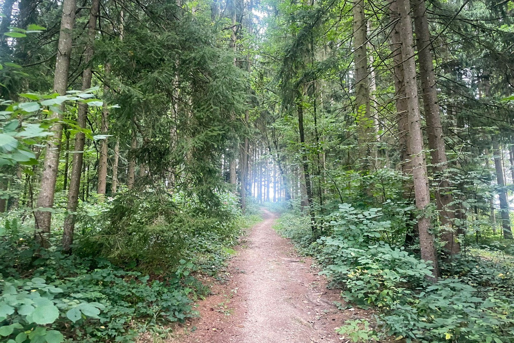 Wald vor St. Martin. Foto: Ursula Truebswasser