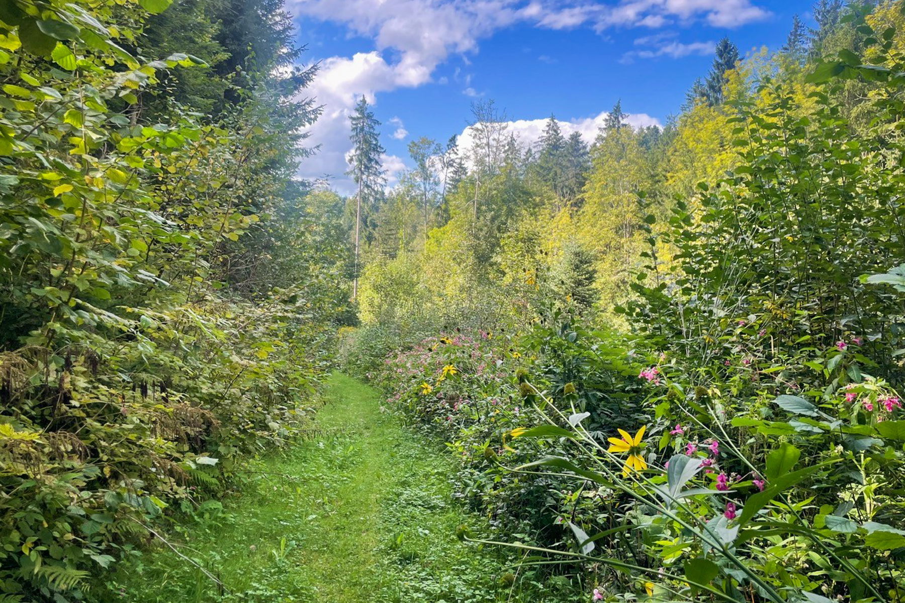 Waldweg nach Auberg. Foto: Ursula Truebswasser