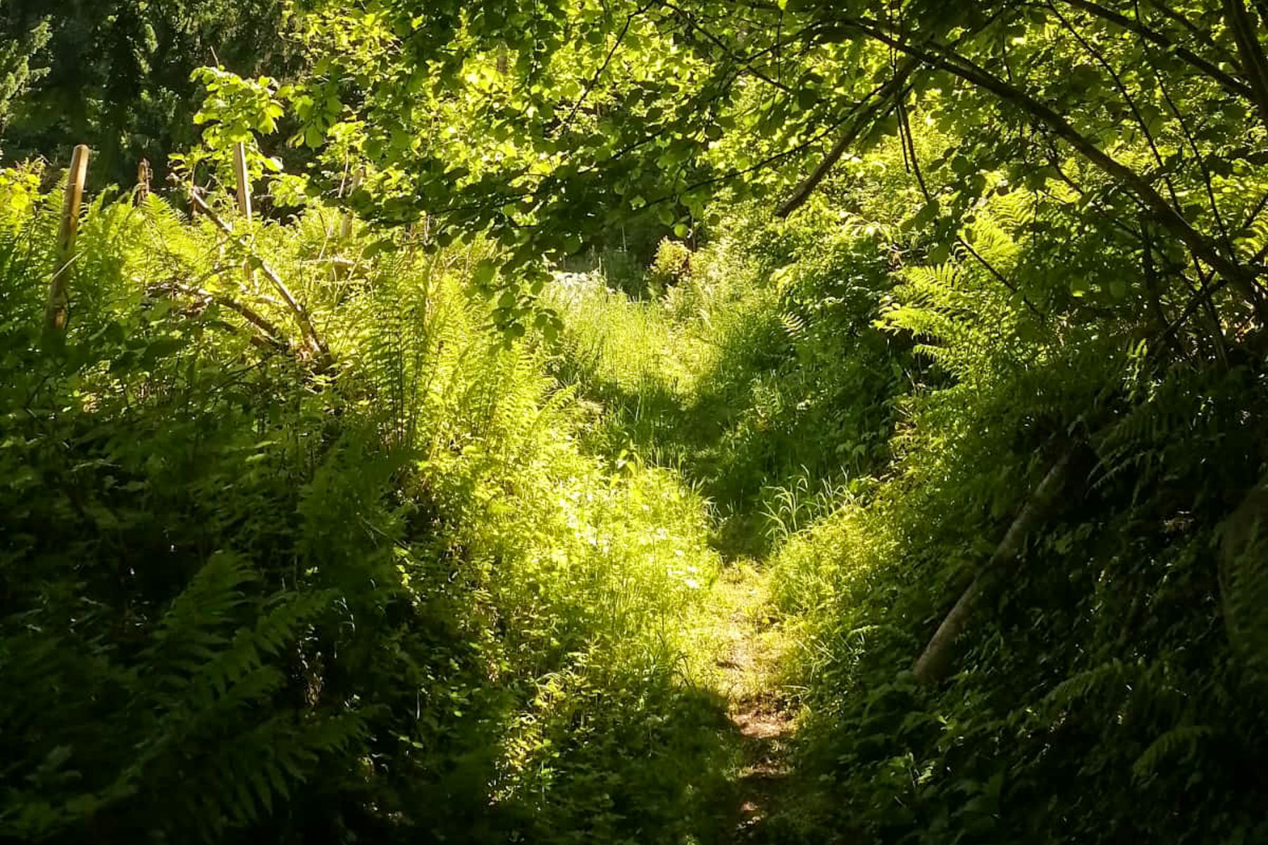 Grün, grün, Waldbaden. Foto: Sarah Pallauf
