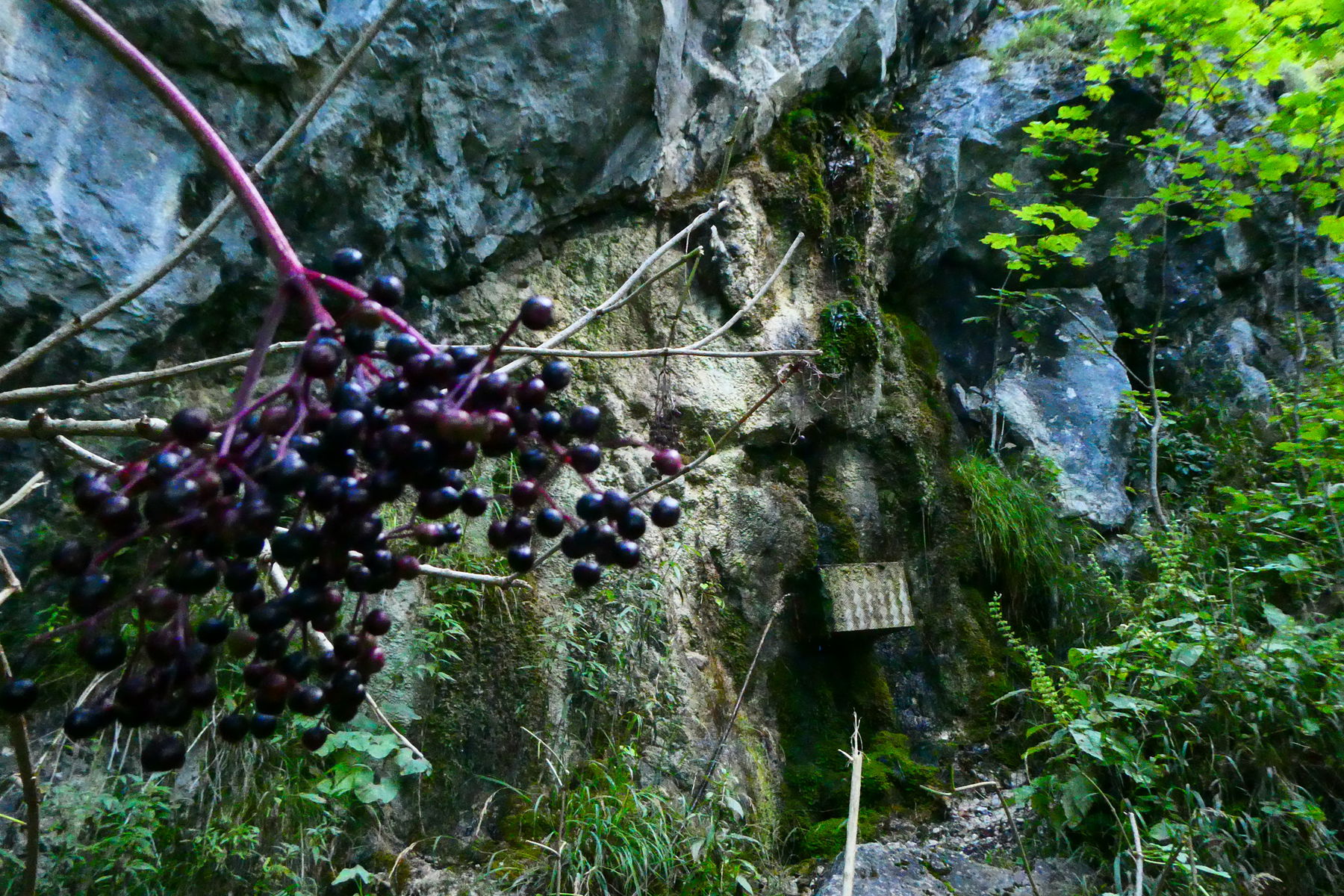 Der tropfende Fels speist vmtl. die Tränke der Steinhütte (auch im Herbst nicht mit Hollersaft). Foto: Karl Plohovich