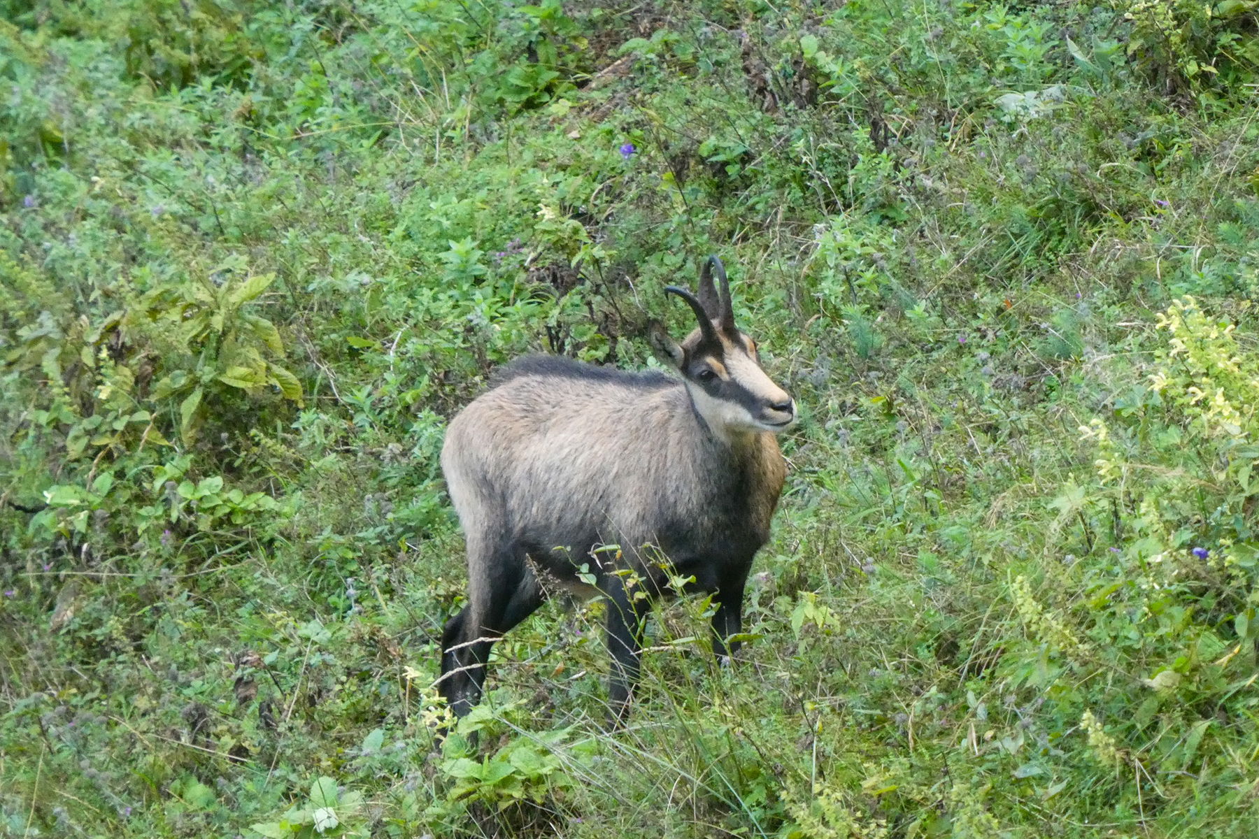 Nach dem Almabtrieb „nur mehr“ Äsung für freundlich zugewandte Gämsen. Foto: Karl Plohovich