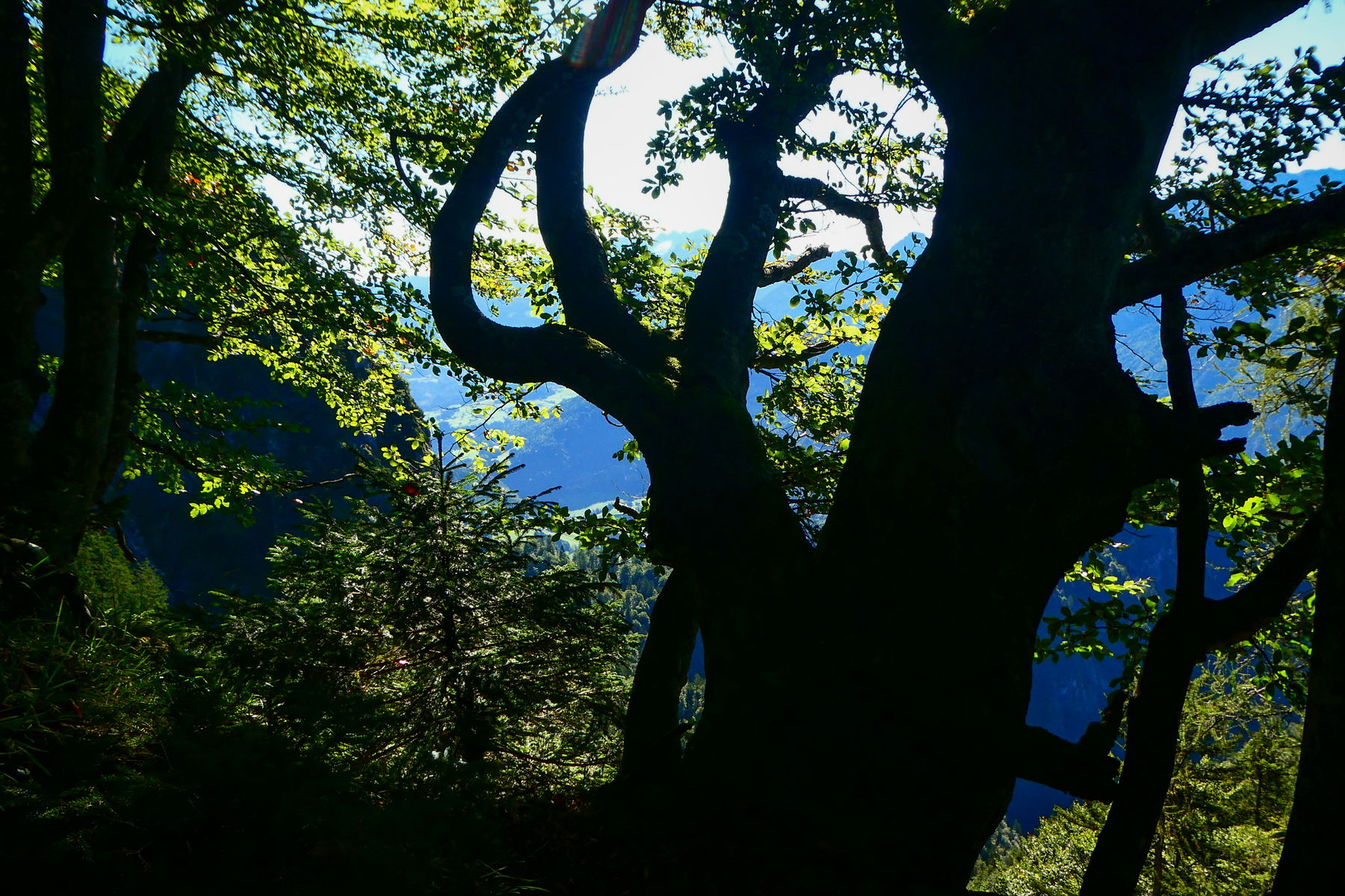 Buchenskulptur am Wegesrand. Foto: Karl Plohovich
