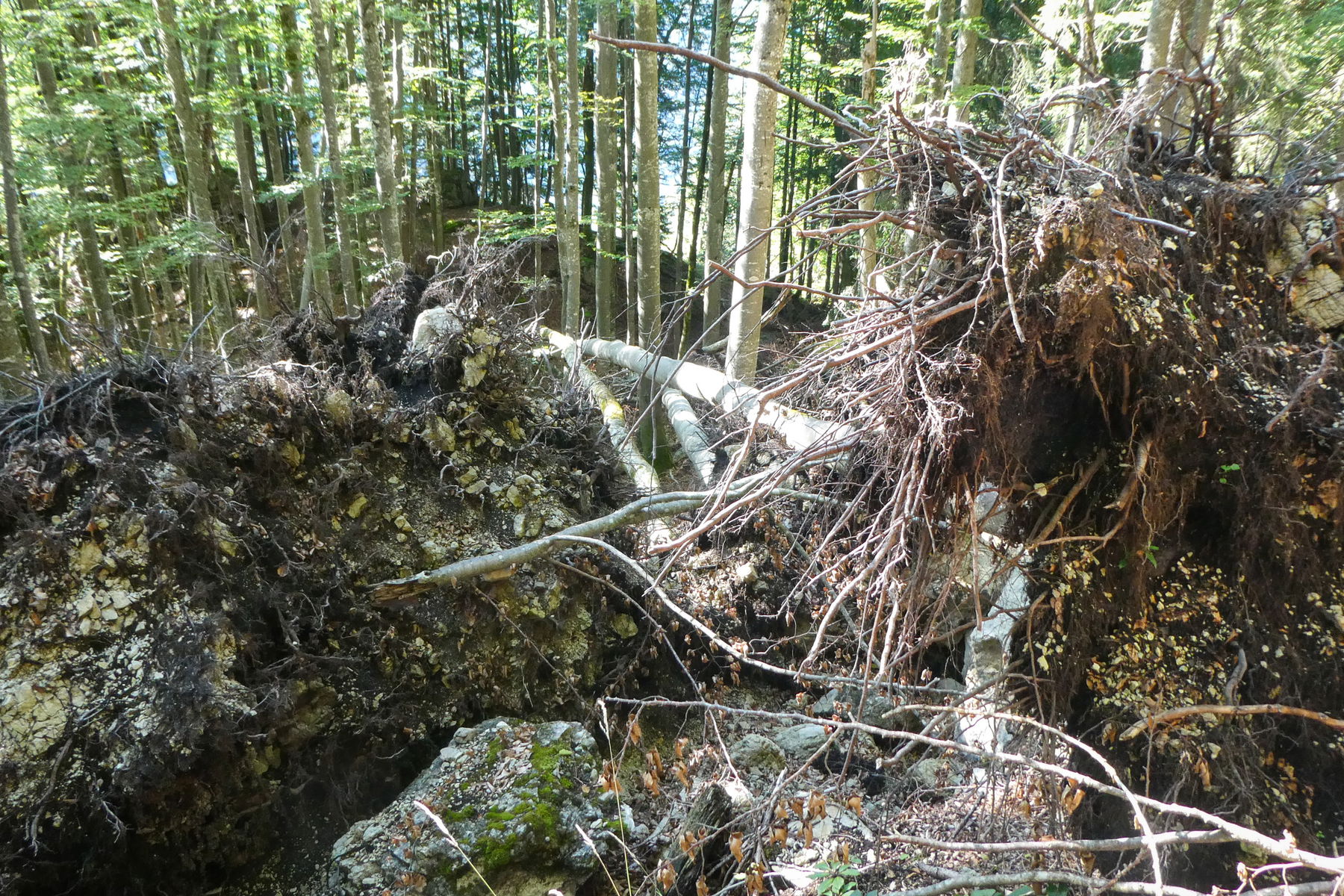 Verwüstungen… Foto: Karl Plohovich