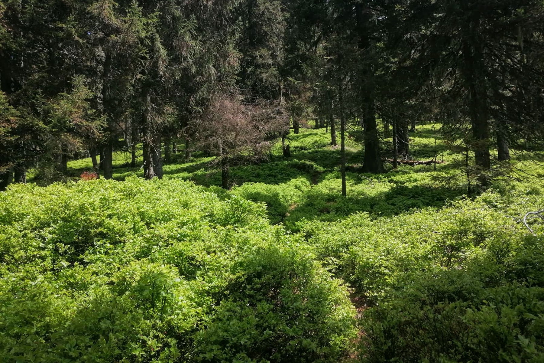 Tiefgrüne Moorlandschaft. Foto: Sarah Pallauf