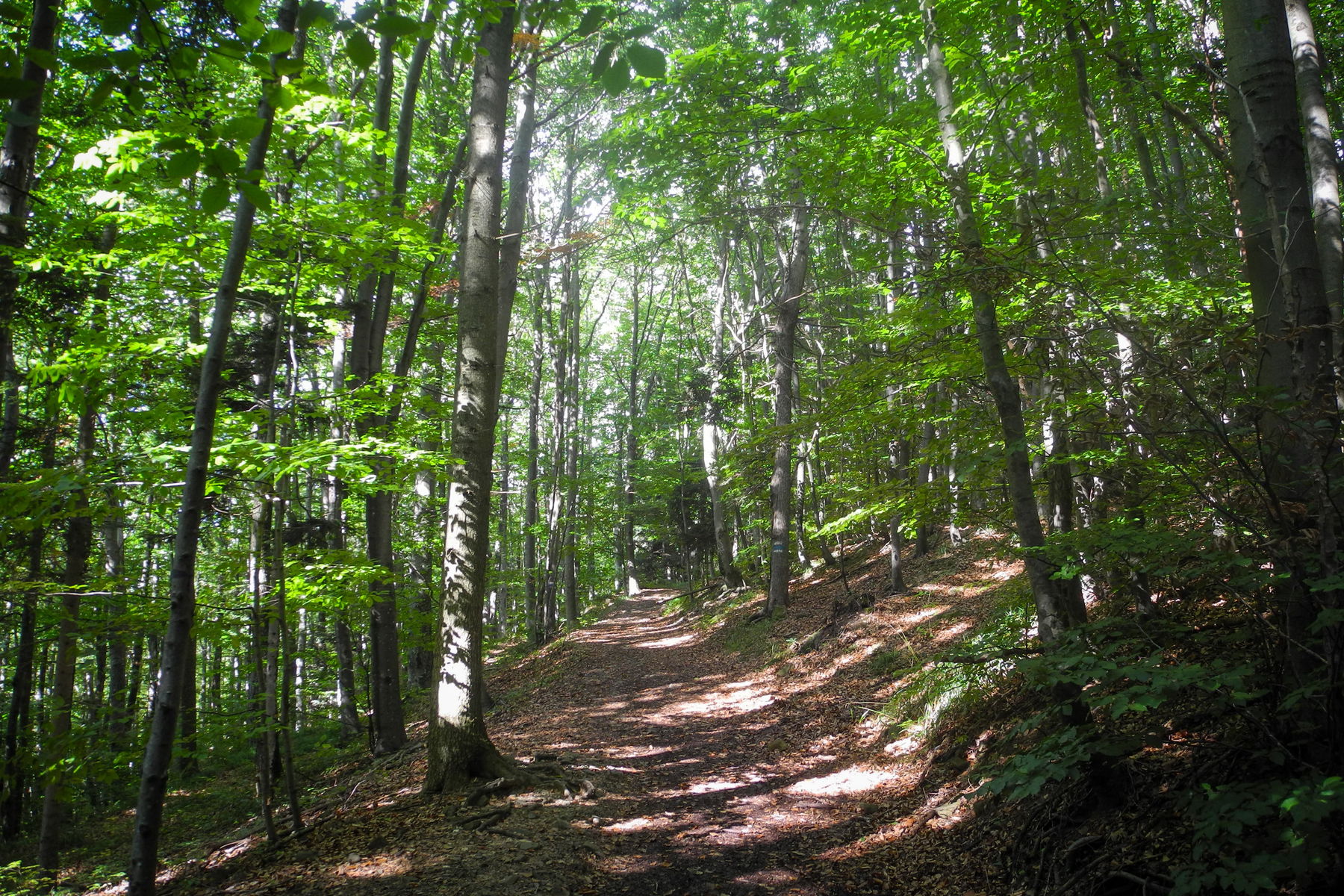Erstes Wegstück zur Gföhlberghütte. Foto: Barbara Wanzenböck
