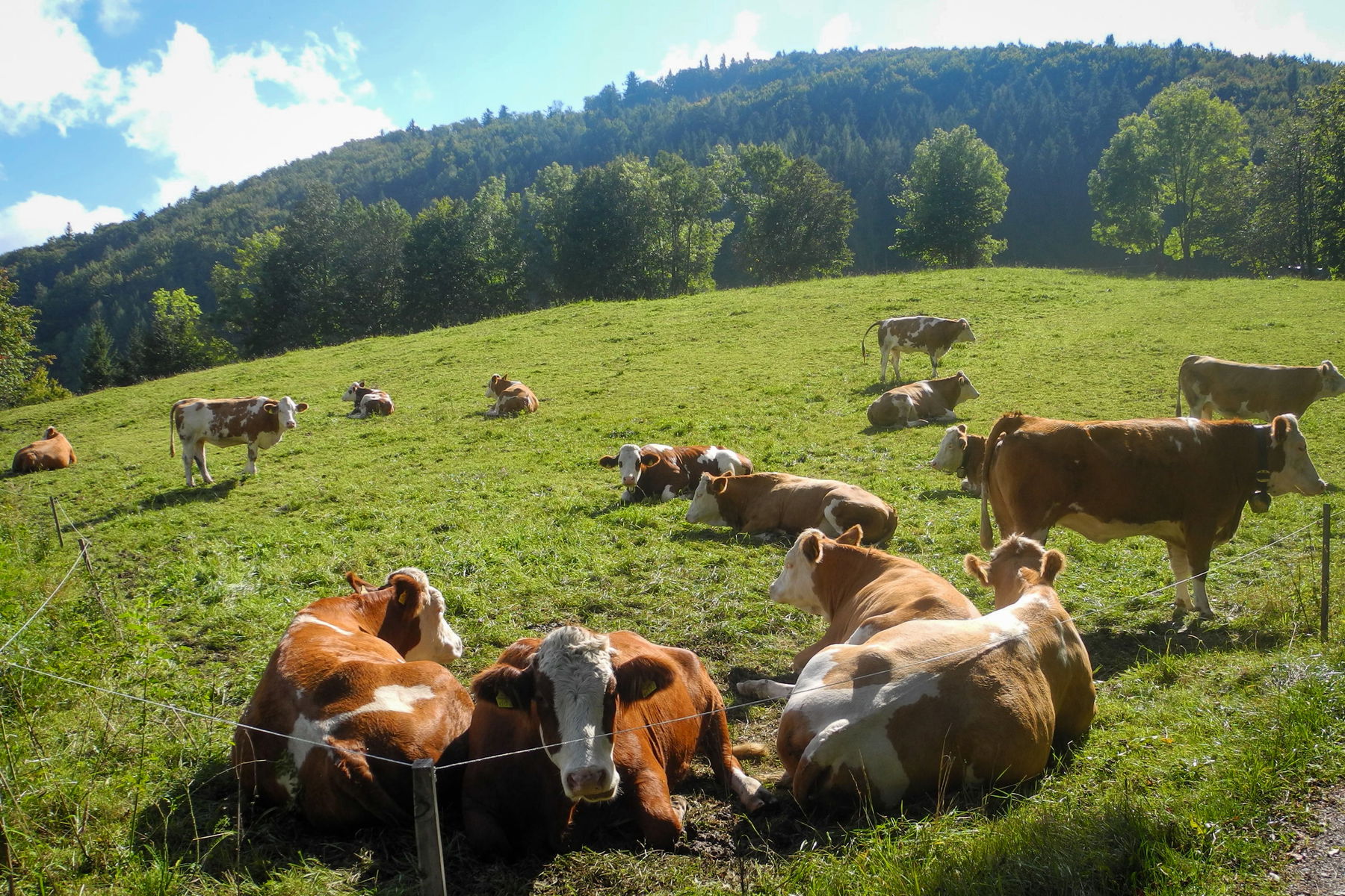 Auch Kühe halten Mittagsrast. Foto: Barbara Wanzenböck