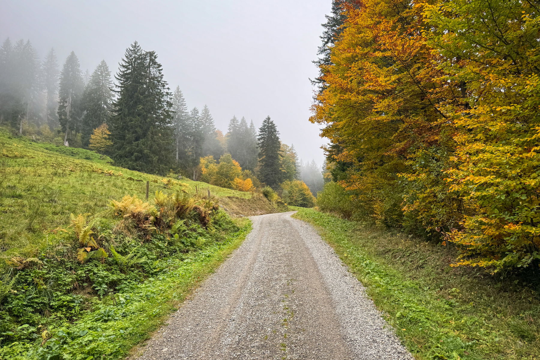 Forstweg im Herbst. Foto: Bernhard Walle