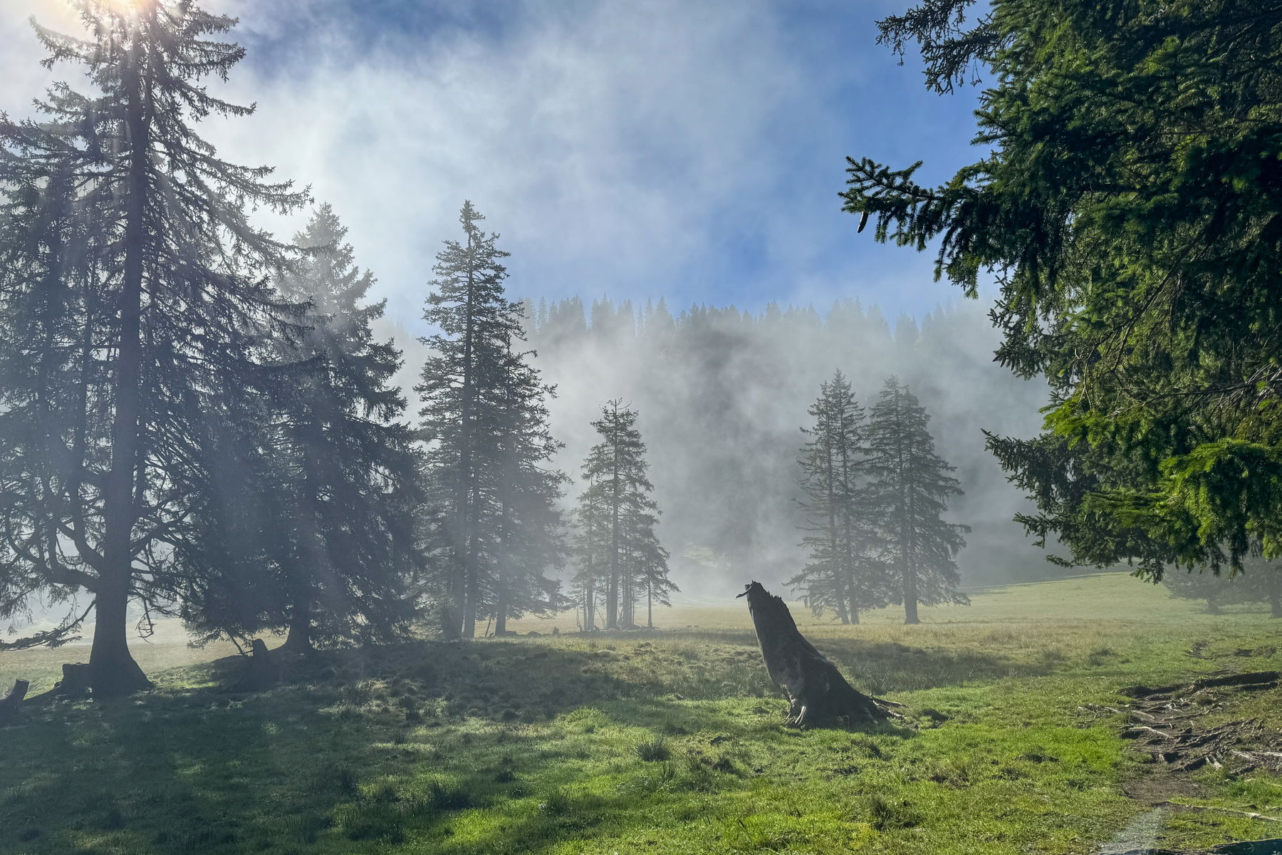 Nebel lichtet sich auf einer Almwiese. Foto: Bernhard Walle