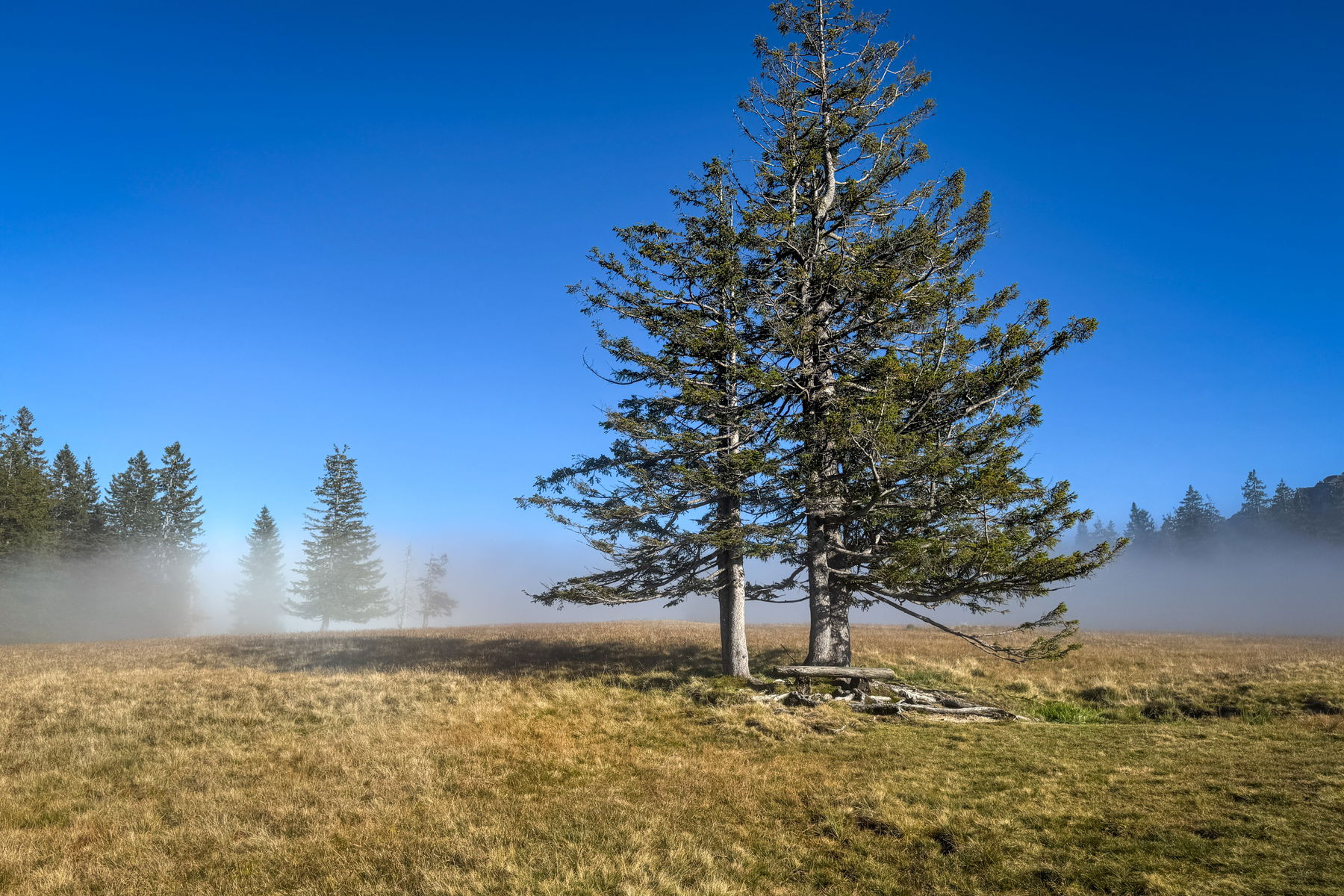 Nebel über der Wiese. Foto: Bernhard Walle