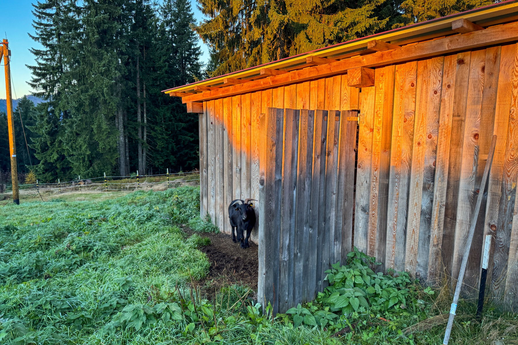 Ziege. Foto: Bernhard Walle