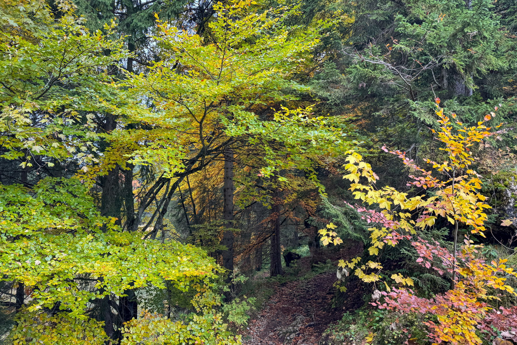 Bunter Herbstwald. Foto: Bernhard Walle