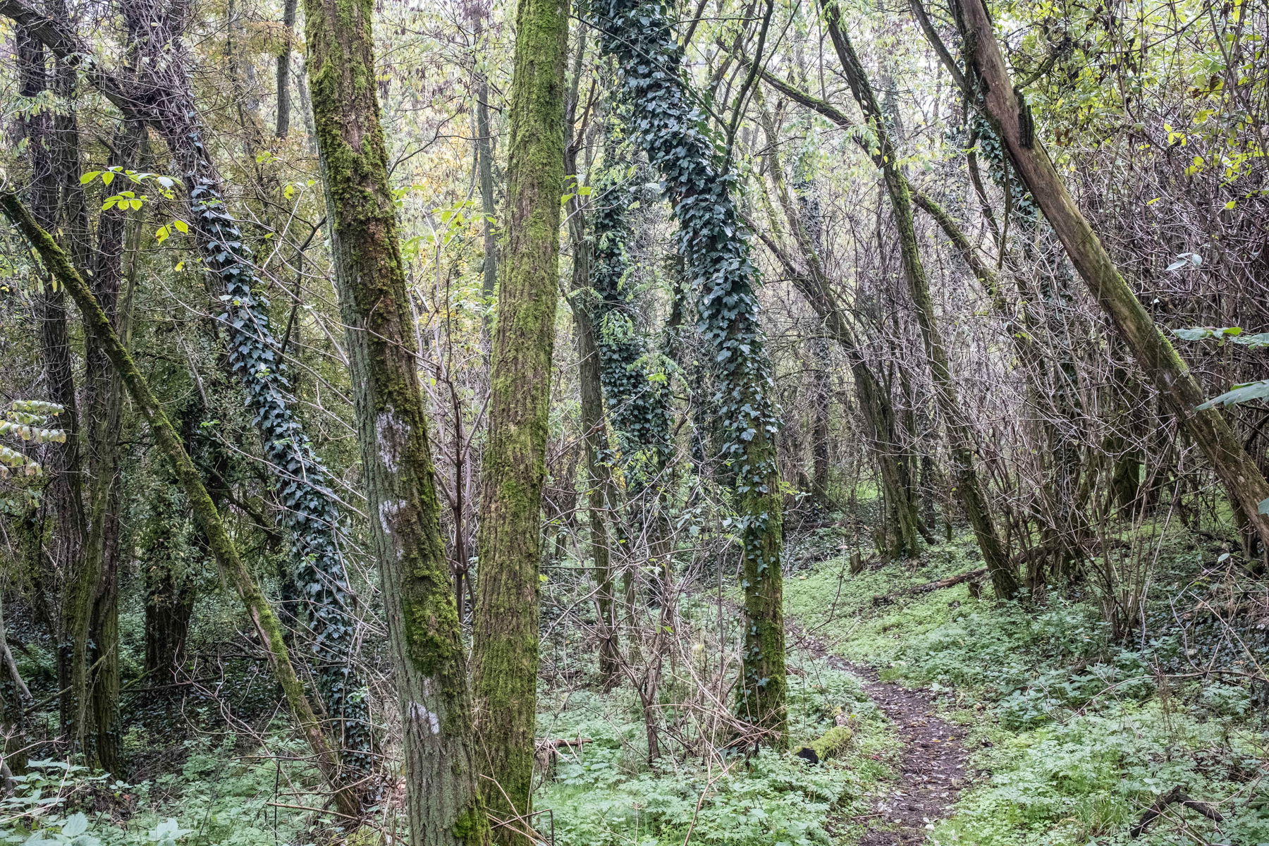 (Welterbe-)steig zum Stift; Wilder Wald auf dem Weg zum Predigtstuhl. Fotos: Birgit Reiter