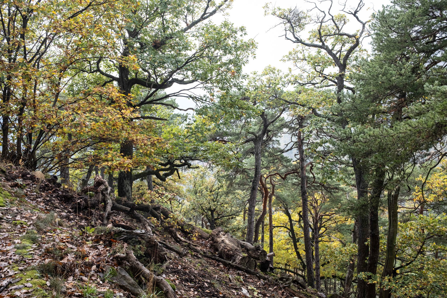 (Welterbe-)steig zum Stift; Wilder Wald auf dem Weg zum Predigtstuhl. Fotos: Birgit Reiter