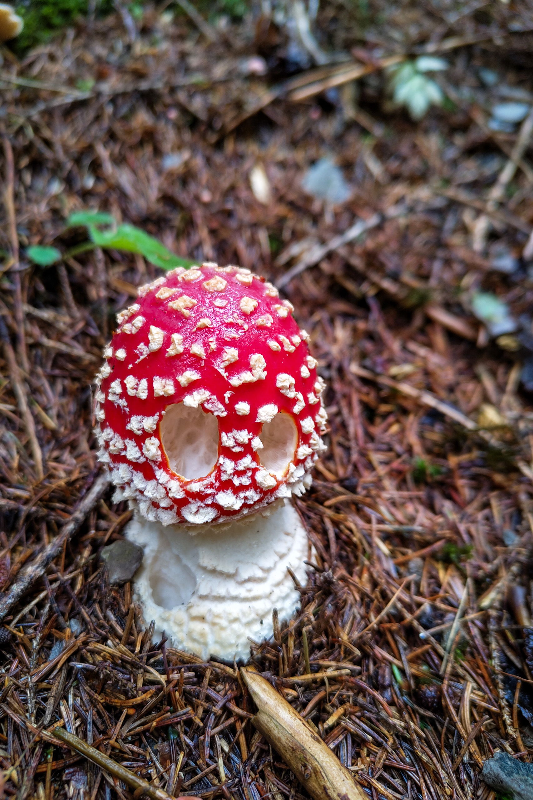 Schilderbaum am Naßkamm; Ein Fliegenpilz leuchtet am Wegesrand. Fotos: Simon Widy