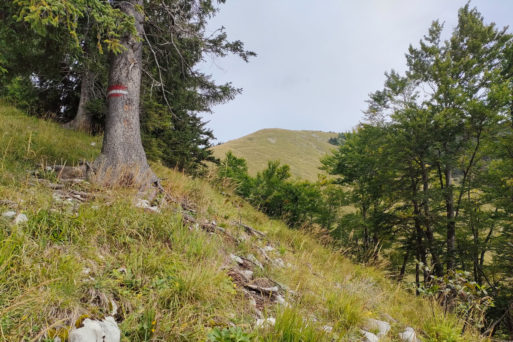 Blick von der Admonter Höhe Richtung Buchsteingruppe sowie kurz vor der Waldgrenze Richtung Gipfel. Fotos: Manfred Hinteregger
