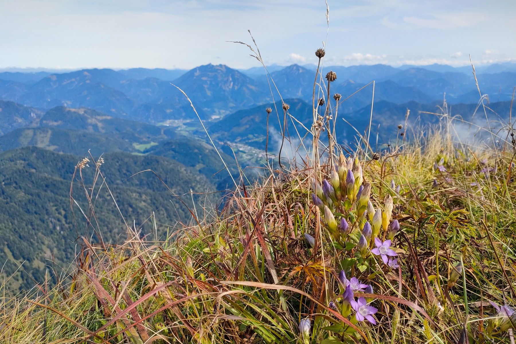 Umi-Blicke von der Admonter Höhe Richtung Buchsteingruppe und zu den Haller Mauern. Nah-Blick zum Kranzenzian mit Owi-Blick nach St. Gallen. Fotos: Manfred Hinteregger